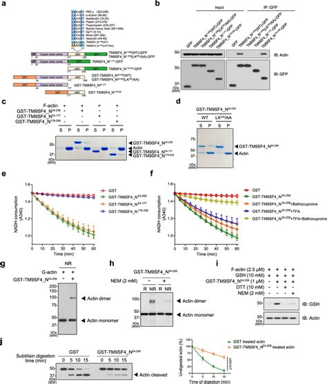 Tm9sf4 Ntf Directly Binds To Actin To Induce Actin Oxidation A Download Scientific Diagram