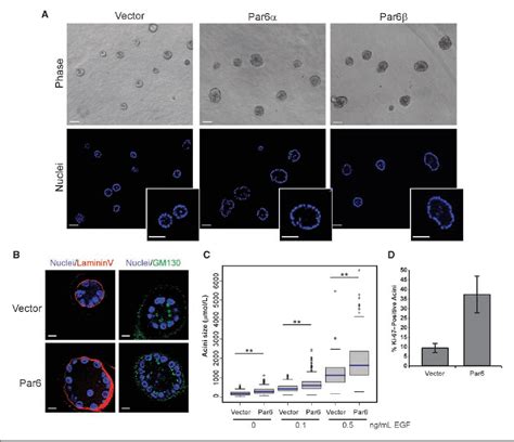 Figure From The Polarity Protein Par Induces Cell Proliferation And