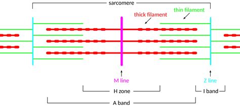 Draw A Labeled Diagram Of A Sarcomere