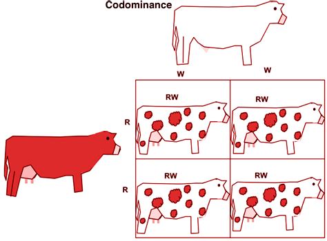 Codominance Predicting Blood Types