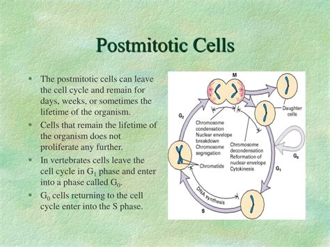 PPT Chapter 21 Regulation Of The Eukaryotic Cell Cycle PowerPoint