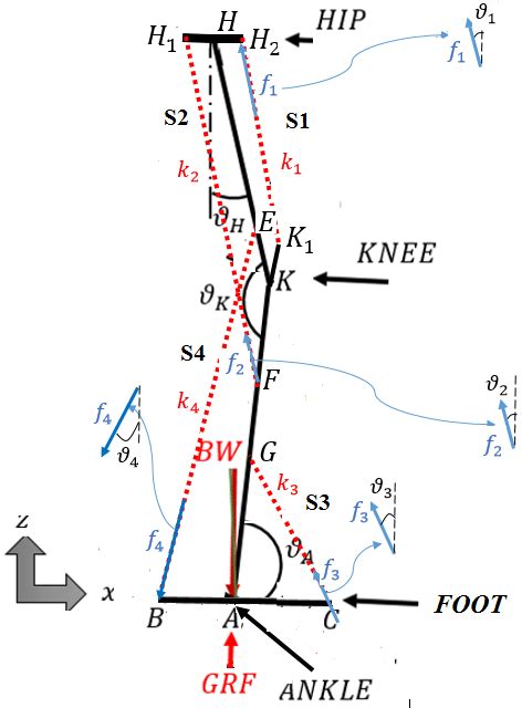 Bipedal Locomotion Model With Compliant Legs Only One Of The Two Legs