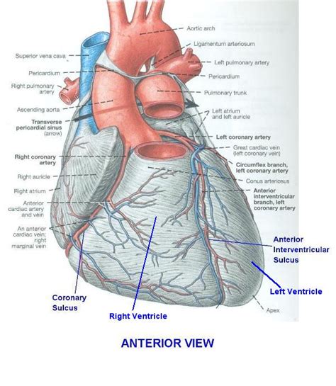 Electronic Dissection Manual Blood Cardiovascular Block