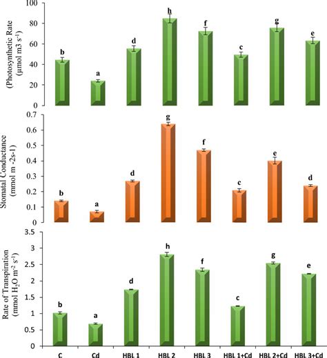 Effect Of HBL And Cd On Photosynthetic Rate Stomatal Conductance And