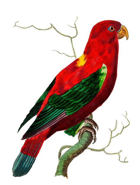 Ceram Lory Or Scarlet Lory Free Photo Illustration Rawpixel