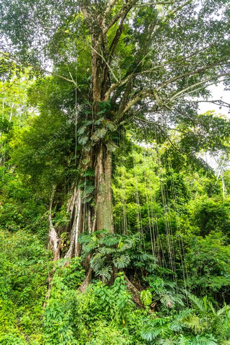 Kapok Ceiba Pentandra Tree In Rainforest Stock Image C