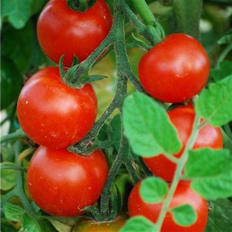 Semences Tomate Gardener S Delight Bio 50 Graines Ferme De Sainte