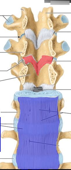 Vertebral Ligaments Diagram Quizlet