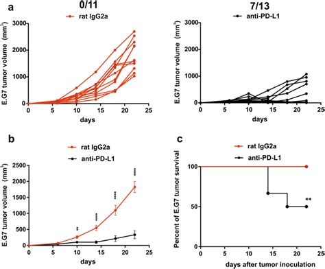 In Vivo Blockade Of PD L1 PD 1 CD80 Pathway Inhibits Tumor Growth