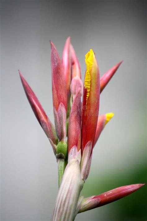 Closeup Of Indian Shot Canna Indica Buds Pix Sanjiv Shukla Stock