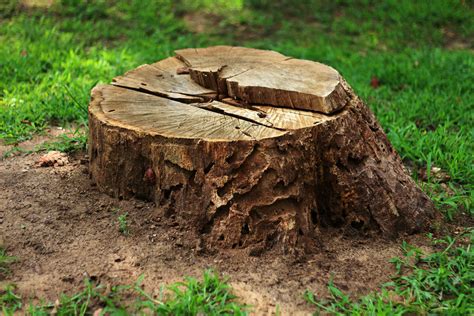 Why You Should Remove That Old Tree Stump Marquis Tree Service