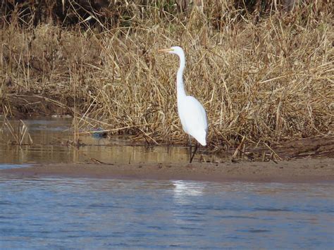 Ebird Checklist Dec Rio Grande Valley Sp Alameda Bridge