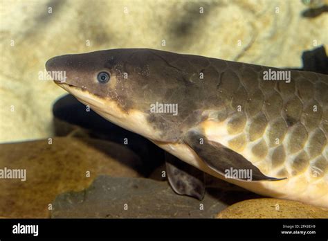 Australian Or Queensland Lungfish In Aquarium Stock Photo Alamy