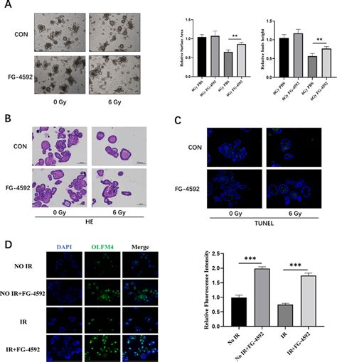 Fg 4592 Protected The Intestinal Organoid Against Radiation Induced Download Scientific Diagram