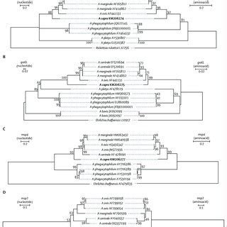 Photomicrographs Of Cells Infected With Anaplasma Capra Morulae Are