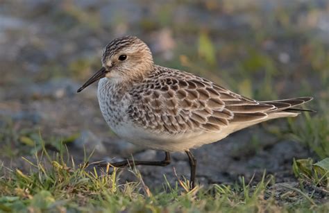 Colyton Wildlife Bairds Sandpiper