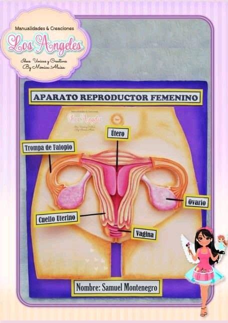 An Image Of The Anatomy Of A Female Breast