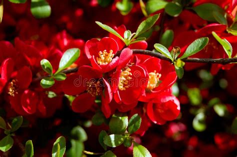 Japanese Flowering Quince Chaenomeles Japonica Stock Image Image Of