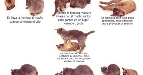 como educar a tu gato Gestación y Parto en los Gatos