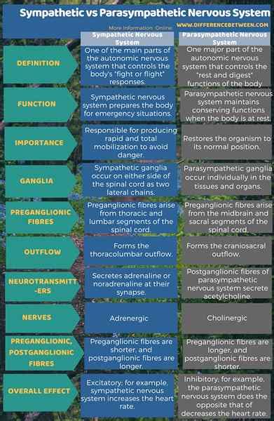 Différence entre le système nerveux sympathique et parasympathique