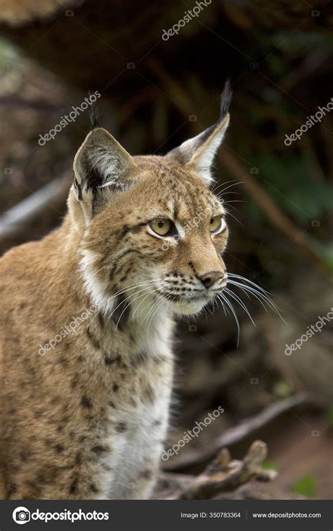 Siberian Lynx Lynx Lynx Wrangeli Stock Photo by ©slowmotiongli 350783364