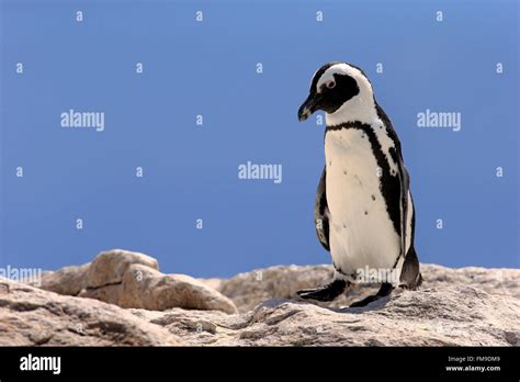 Jackass Penguin Adult On Rock Boulders Simon S Town Western Cape