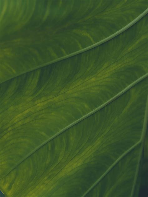 Veins Leaf Macro Plant Green Hd Phone Wallpaper Peakpx