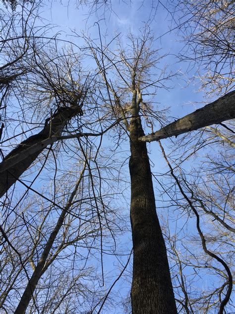 Bildet Tre Natur Skog Gren Sn Vinter Anlegg Himmel Sollys