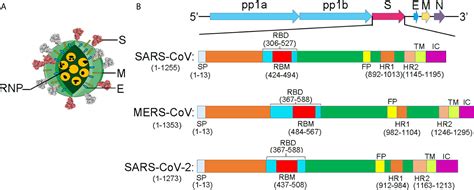 Frontiers SARS CoV 2 Origin Evolution And Targeting Inhibition