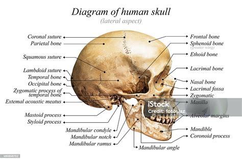 Human Skull Diagram stock photo 480858702 | iStock