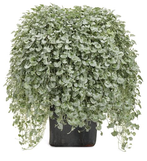 dichondra_silver_falls.jpg | Proven Winners