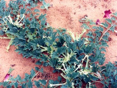 Graines de Harpagophytum procumbens Griffe du diable Boutique Végétale