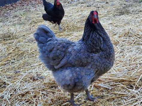 Black Wyandotte Chickens