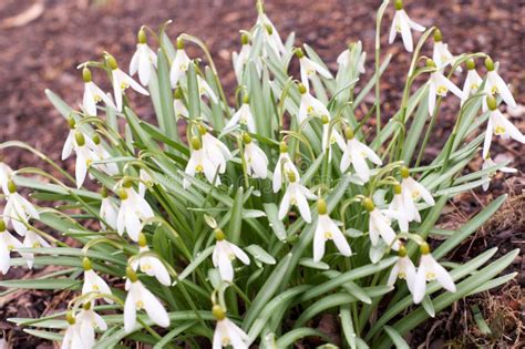 De Eerste De Lentebloemen Witte Sneeuwklokjes In Het Bos Stock Foto