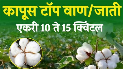 Cotton Top Seeds कापूस टाॅप वाण अधिक उत्पादन देणाऱ्या जातीची वैशिष्ट्ये