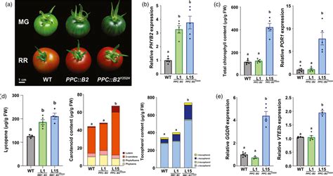 PHYB2Y252H Overexpression Also Promotes Fruit Nutritional Content In