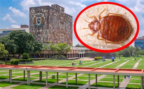 Chinches en la UNAM fumigación continuará el fin de semana Telediario