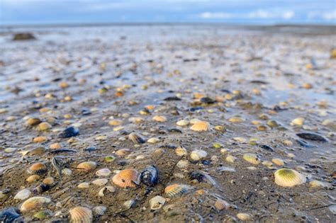 Muscheln Im Watt Hamburger Hallig Bild Kaufen Lookphotos