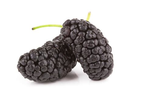 Premium Photo | Mulberries