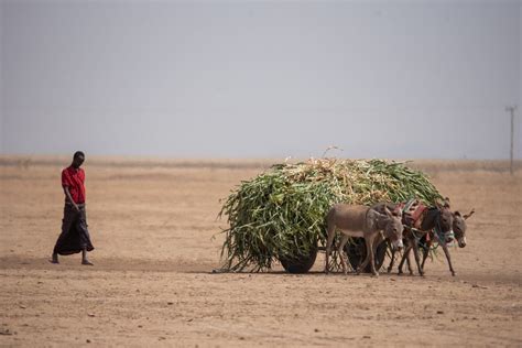 Australia Must Act Now To Prevent Global Famine Disaster Micah Australia