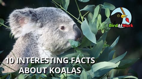 Interesting Facts About Koalas Fun Facts About Koalas Youtube