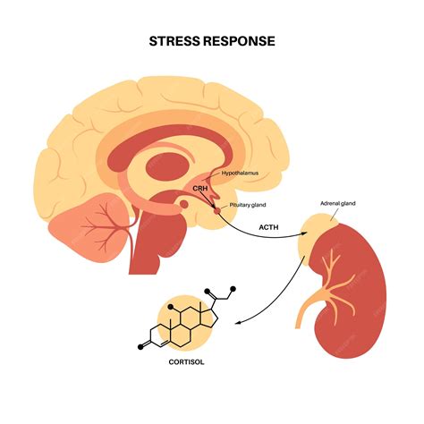 Premium Vector | Stress response system. hypothalamic pituitary adrenal