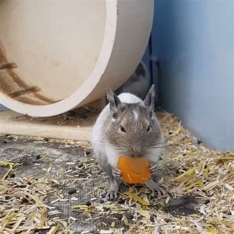 Degu Degu YouTube