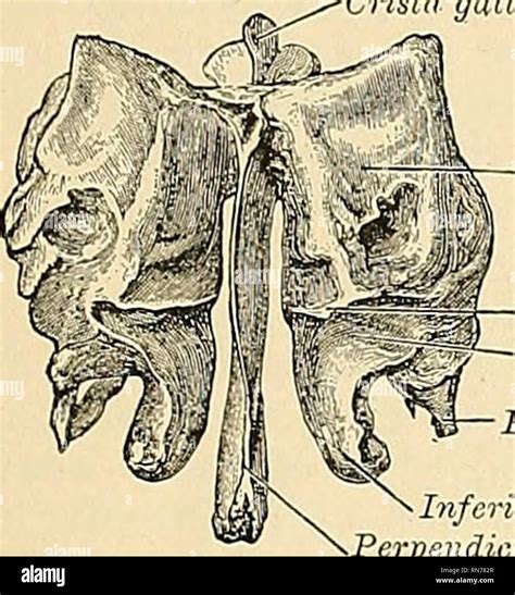 Ethmoidal Foramina