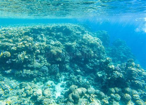 Coral Reef Under Sea Water. Stock Photo - Image of wildlife, tropic ...