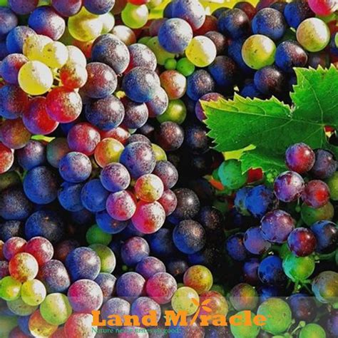 Popular Rainbow Grapes-Buy Cheap Rainbow Grapes lots from China Rainbow ...