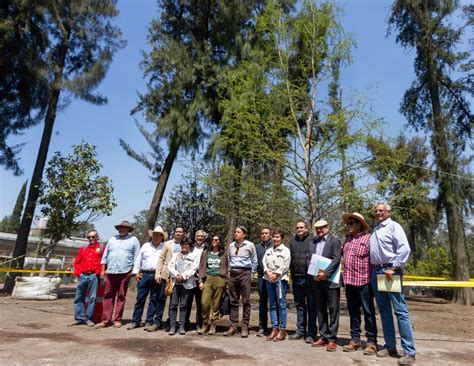 Recomiendan Expertos Reubicar Ahuehuete De La Glorieta De Reforma Y