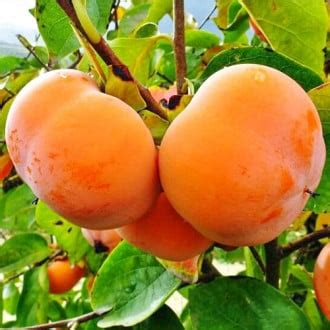 Купить саженцы хурмы с доставкой почтой в Минске, Беларуси | интернет ...