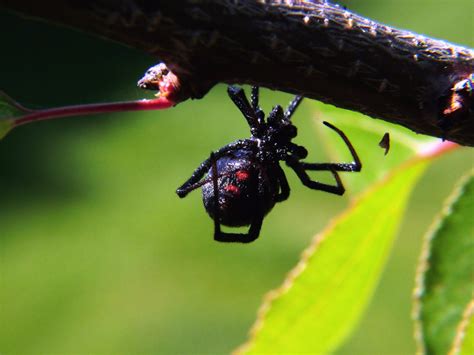 5 black widow spiders habitat : Biological Science Picture Directory ...