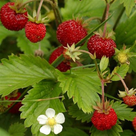 Fraise Des Bois Fragaria Vesca Mara Des Bois Vente Fraisier Vivace